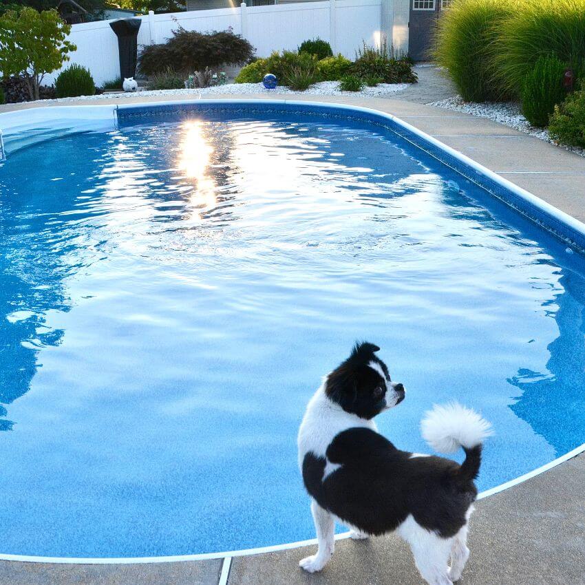 Pool landscaping